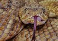5 Spiritual Meanings of Dream about killing a rattlesnake
