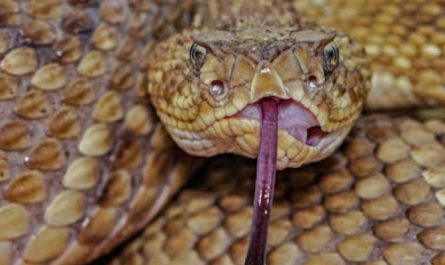 5 Spiritual Meanings of Dream about killing a rattlesnake