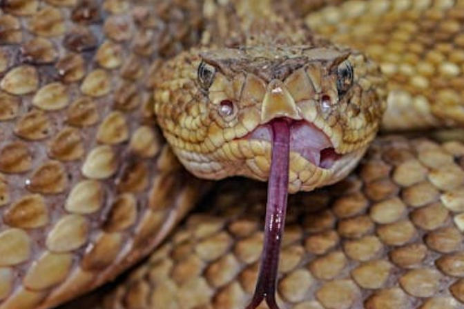 5 Spiritual Meanings of Dream about killing a rattlesnake
