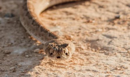 5 Spiritual Meanings of Dream about a rattlesnake bite
