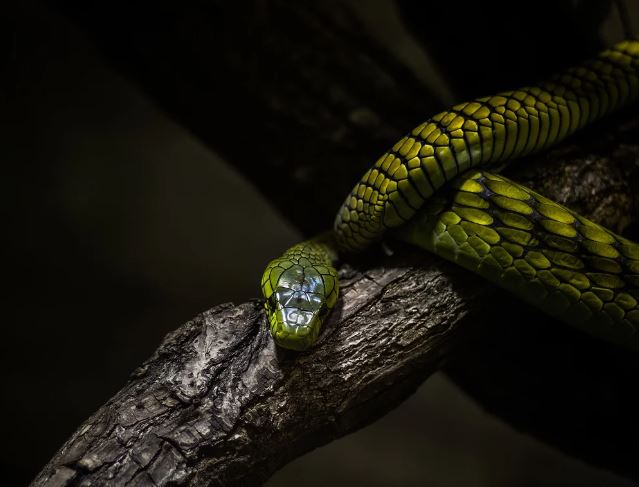 5 Spiritual Meanings of Dream about poisonous snakes