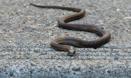 5 Spiritual Meanings of Dream about killing a poisonous snake