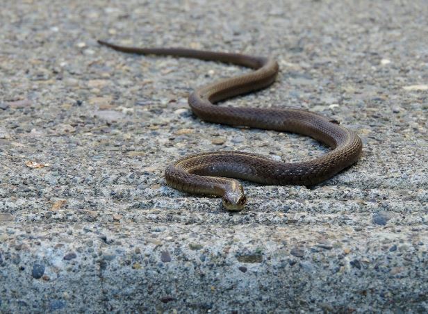 5 Spiritual Meanings of Dream about killing a poisonous snake