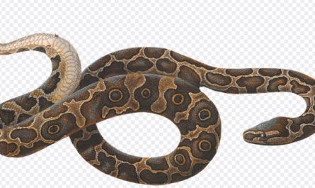 5 Spiritual Meanings of Dream about scary snakes