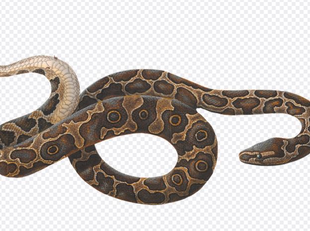 5 Spiritual Meanings of Dream about scary snakes