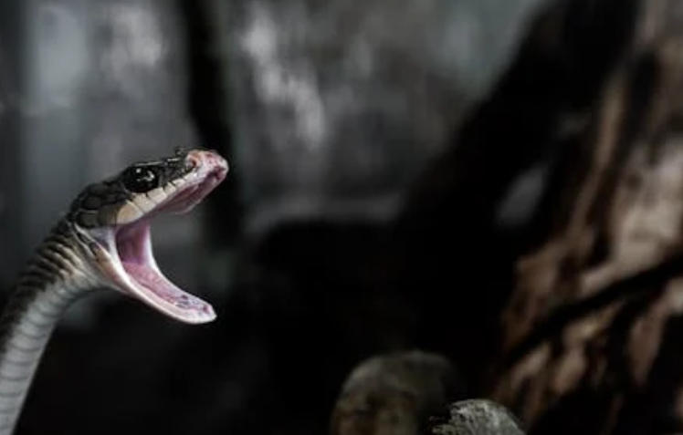 5 Spiritual Meanings of Dream about being bitten by a poisonous snake