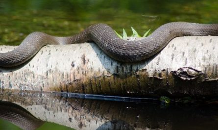 5 Spiritual Meanings of Dreaming of a snake body