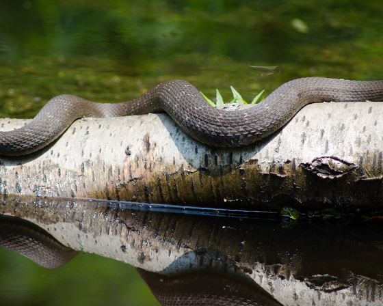 5 Spiritual Meanings of Dreaming of a snake body