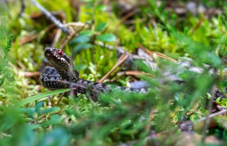 5 Spiritual Meanings of Dream about snake tail