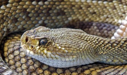 5 Spiritual Meanings of Dreaming of killing a snake king