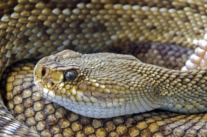 5 Spiritual Meanings of Dreaming of killing a snake king