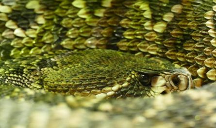 5 Spiritual Meanings of Dream about being bitten by a king snake