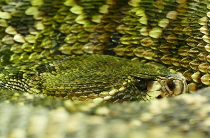 5 Spiritual Meanings of Dream about being bitten by a king snake