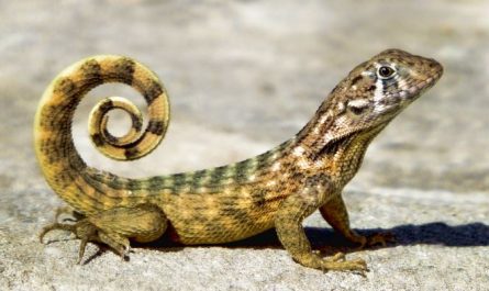 5 Spiritual Meanings of Dreaming about lizards