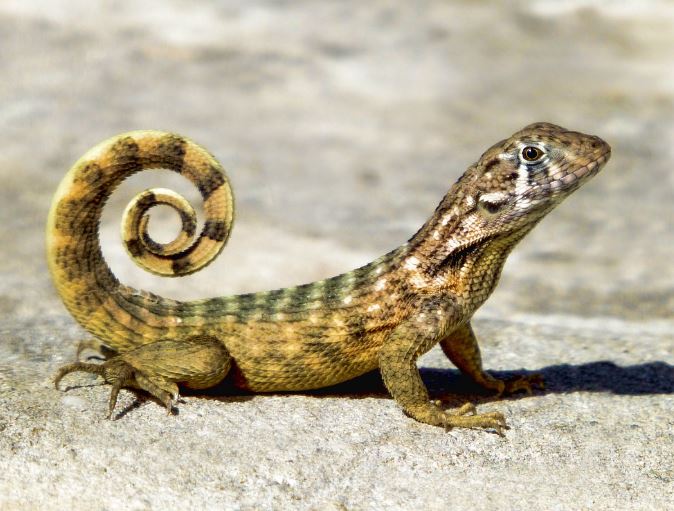 5 Spiritual Meanings of Dreaming about lizards