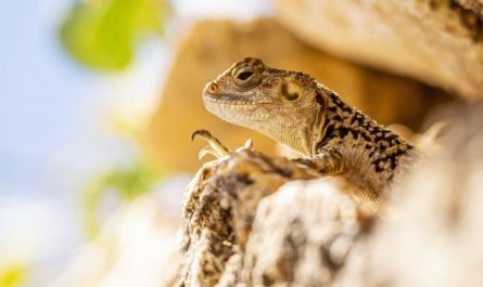 5 Spiritual Meanings of Dreams About Killing Lizards