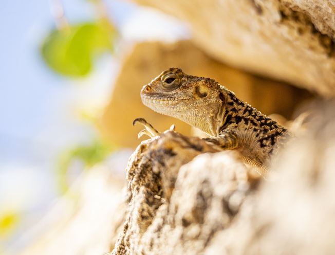 5 Spiritual Meanings of Dreams About Killing Lizards