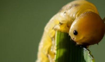 5 Spiritual Meanings of Dreaming of Yellow Worms