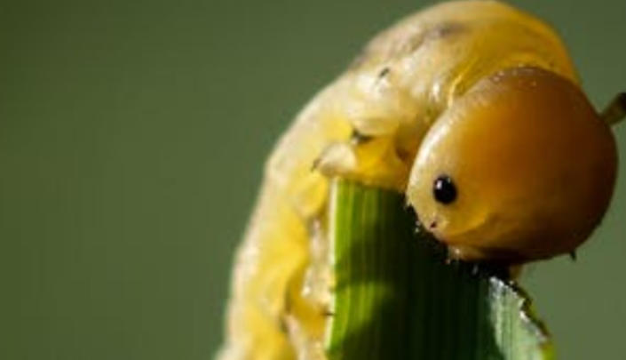 5 Spiritual Meanings of Dreaming of Yellow Worms