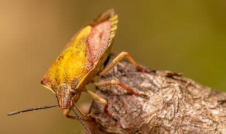 5 Spiritual Meanings of Dream about killing yellow worms