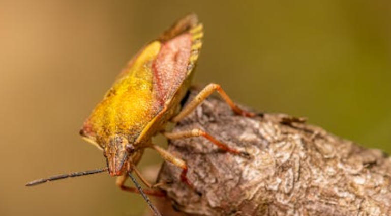 5 Spiritual Meanings of Dream about killing yellow worms