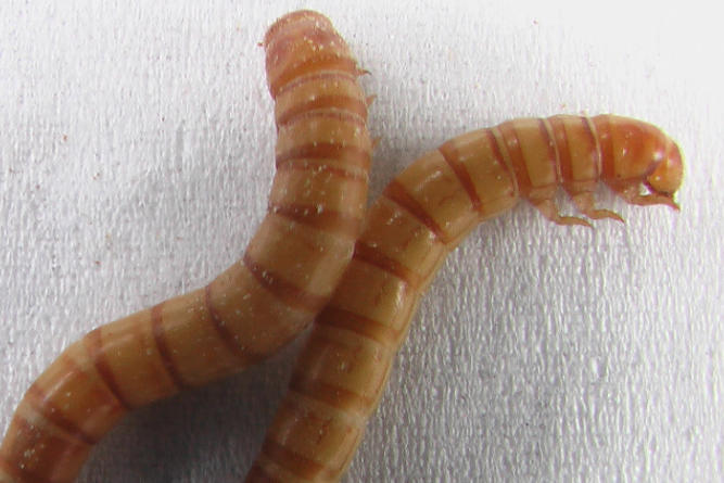 5 Spiritual Meanings of Dream about being bitten by a yellow bug