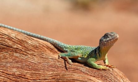 5 Spiritual Meanings of Dream about being bitten by a lizard