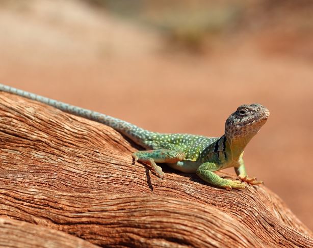 5 Spiritual Meanings of Dream about being bitten by a lizard