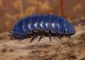 5 Spiritual Meanings of Dream about blue bugs