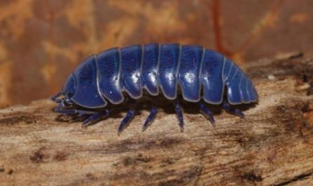 5 Spiritual Meanings of Dream about blue bugs