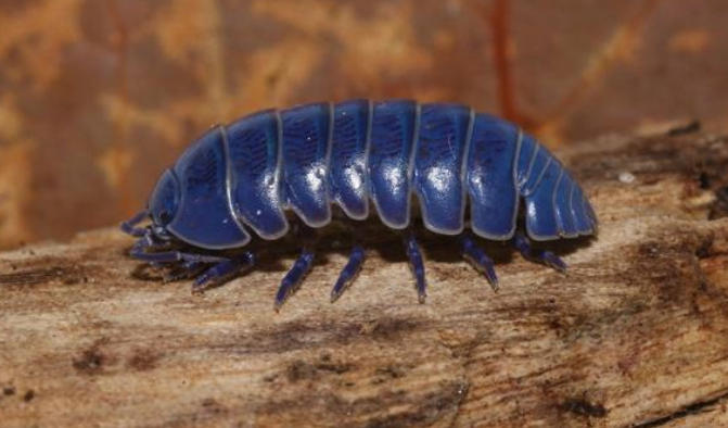 5 Spiritual Meanings of Dream about blue bugs