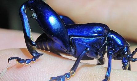 5 Spiritual Meanings of Dream about killing a blue bug