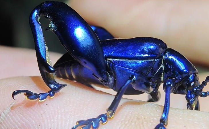 5 Spiritual Meanings of Dream about killing a blue bug