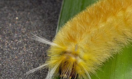 5 Spiritual Meanings of Dream about being bitten by a yellow bug