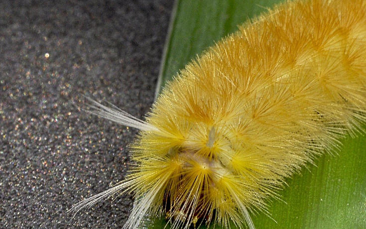 5 Spiritual Meanings of Dream about being bitten by a yellow bug