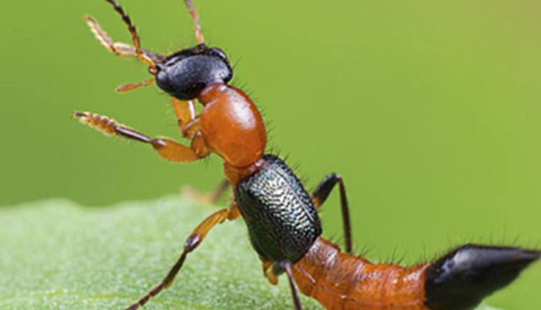 5 Spiritual Meanings of Dreaming of a black worm