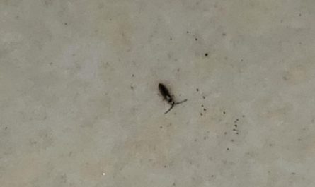 5 Spiritual Meanings of Dreaming of killing black bugs