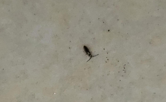 5 Spiritual Meanings of Dreaming of killing black bugs