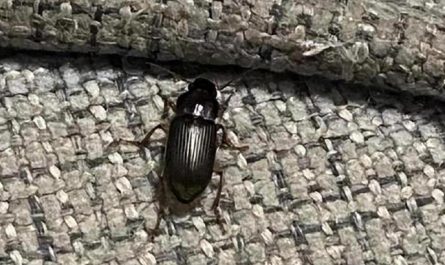 5 Spiritual Meanings of Dream about being bitten by a black bug