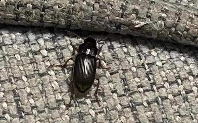 5 Spiritual Meanings of Dream about being bitten by a black bug