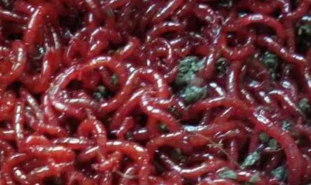 5 Spiritual Meanings of Dreaming of a red bug