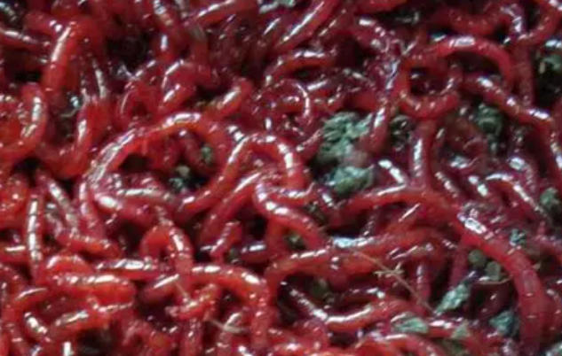 5 Spiritual Meanings of Dreaming of a red bug