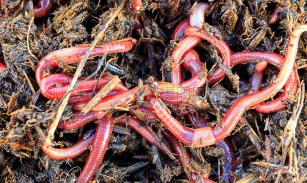 5 Spiritual Meanings of Dream about killing a red bug