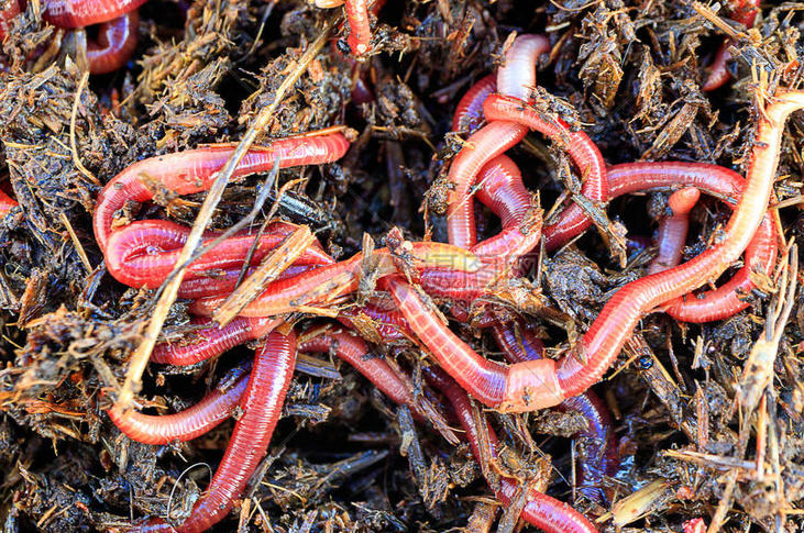 5 Spiritual Meanings of Dream about killing a red bug