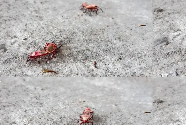 5 Spiritual Meanings of Dream about being bitten by a red bug