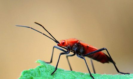 5 Spiritual Meanings of Dream about being bitten by a red bug