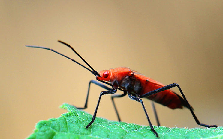 5 Spiritual Meanings of Dream about being bitten by a red bug