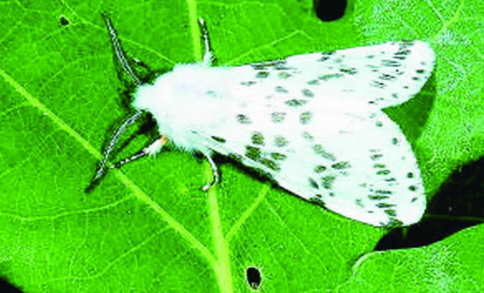 5 Spiritual Meanings of Dreaming of killing white worms