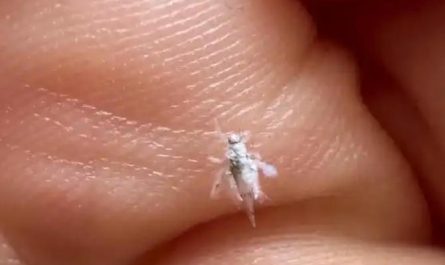 5 Spiritual Meanings of Dream about being bitten by a white bug
