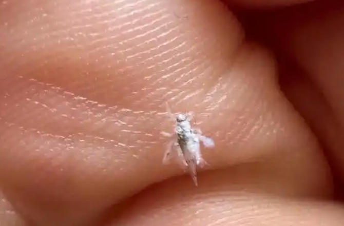 5 Spiritual Meanings of Dream about being bitten by a white bug